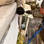 外牆除樹工程要多久?影響施工時間的幾個因素 外牆除樹工程要多久?影響施工時間的幾個因素