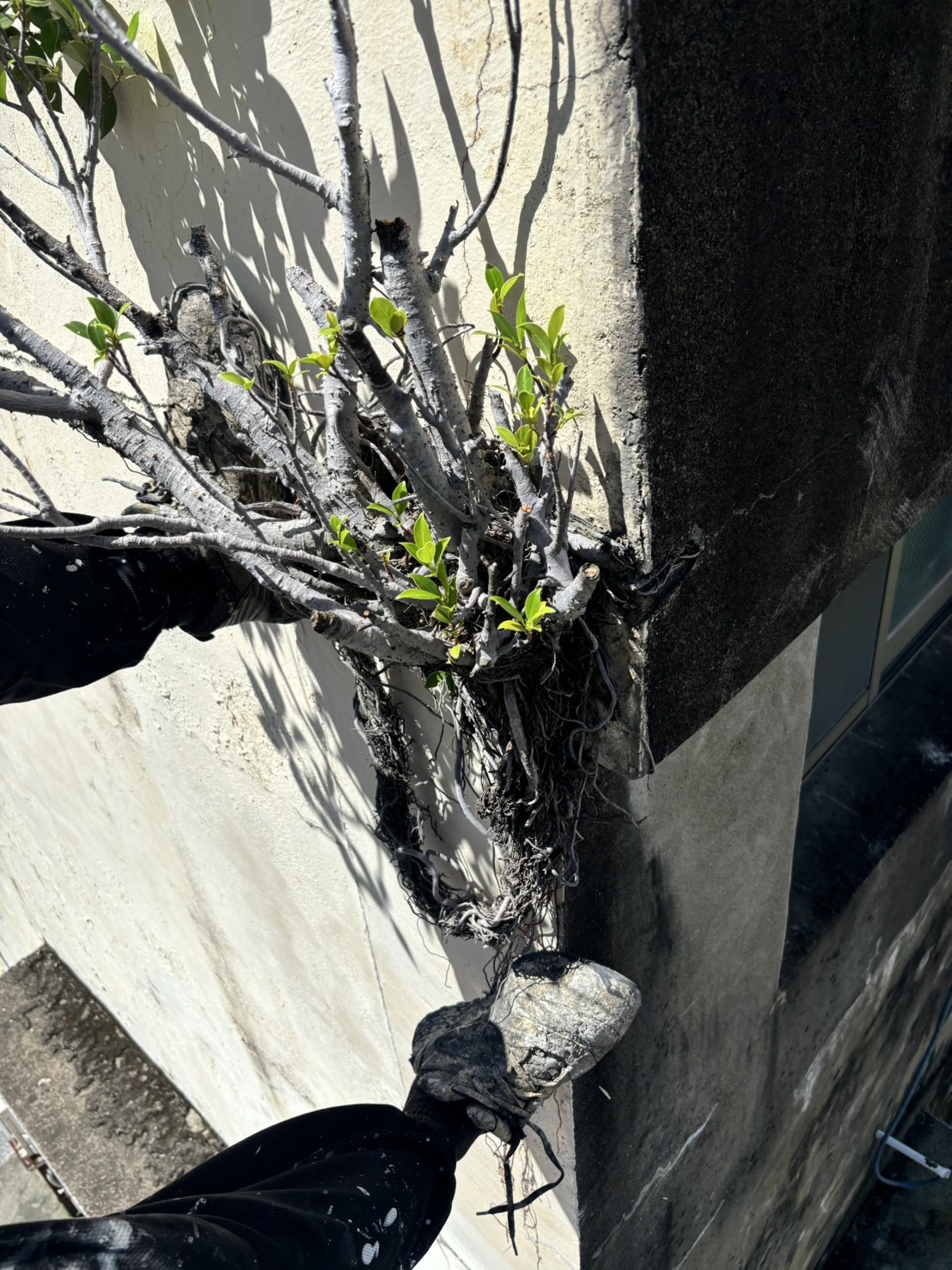 新竹市透天外牆除樹工程施工