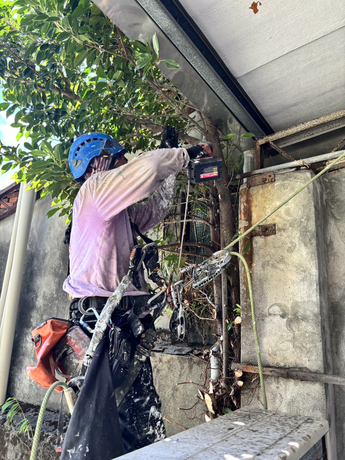 台北市信義區公寓外牆除樹工程施工